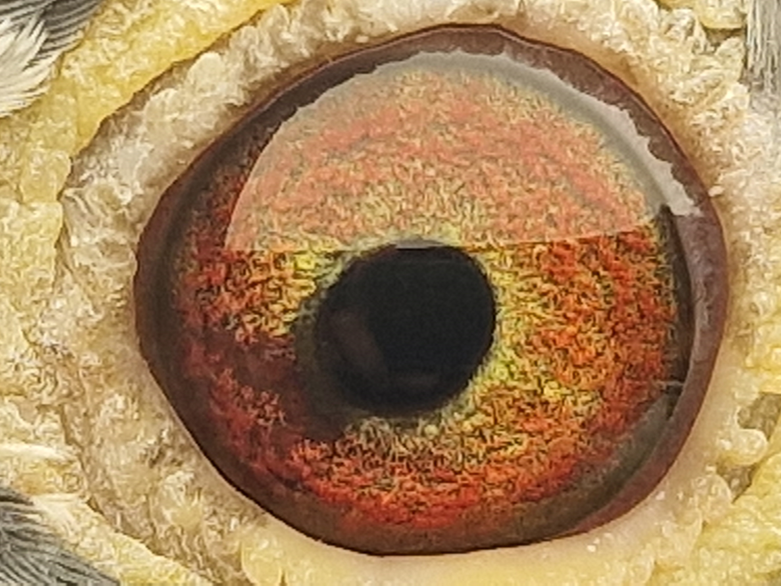 Pigeon eye